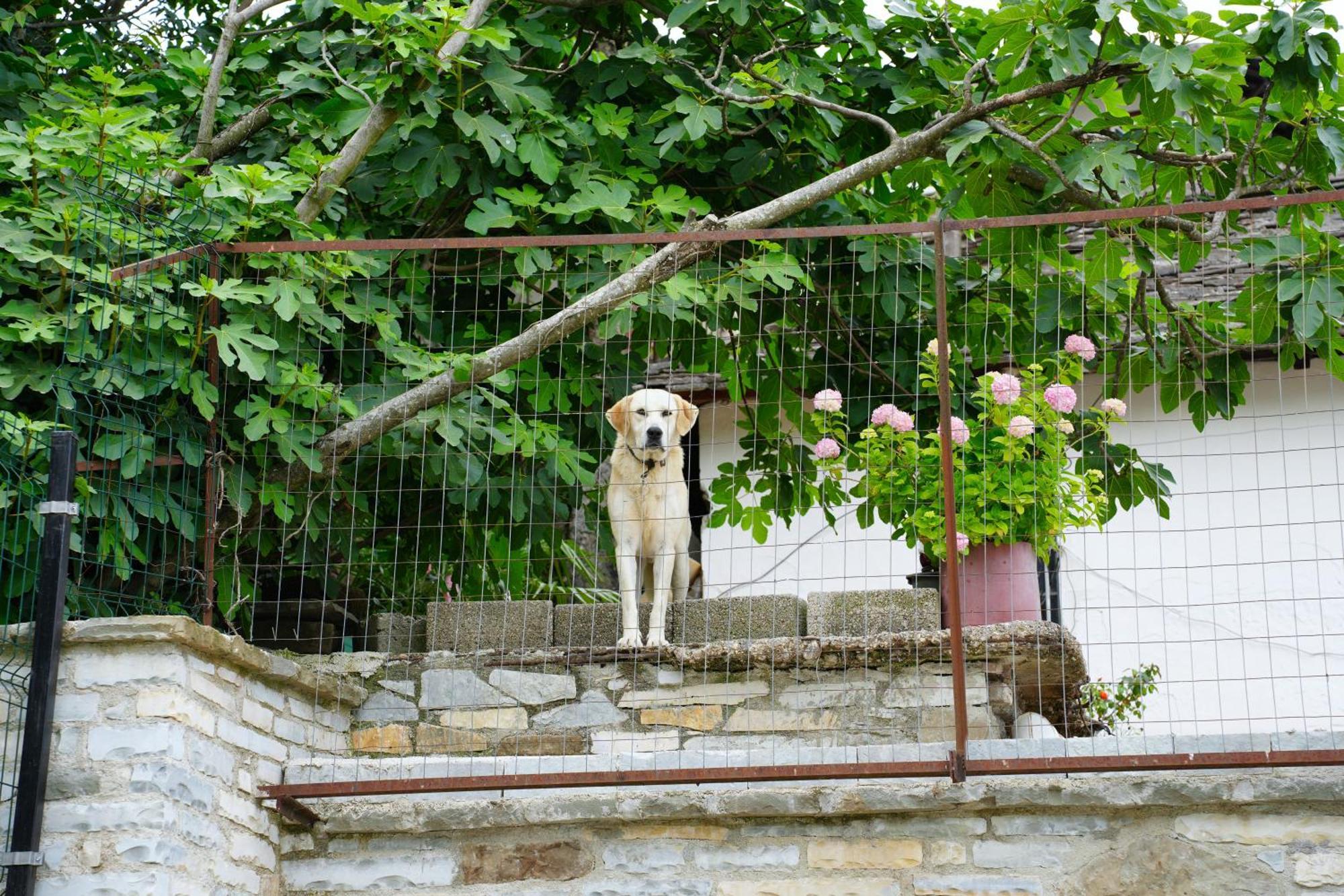 Castlefront Villa Gjirokastër Exterior foto